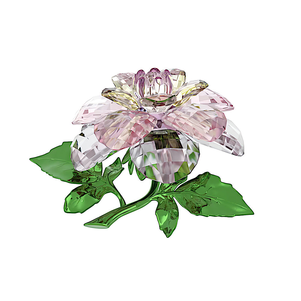 Florere Camelia