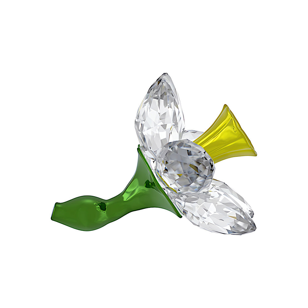 Florere Narciso