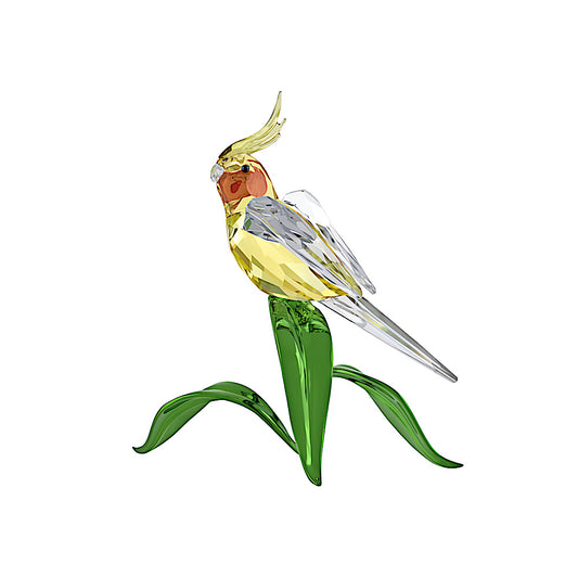 Idyllia Cacatúa