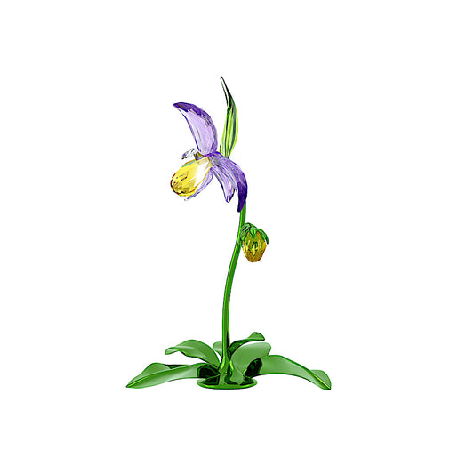 Florere Orquídea zapatilla de dama