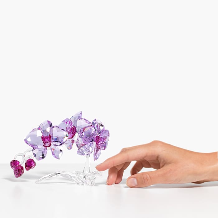 Orquídea