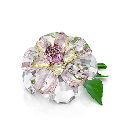 Florere Camelia
