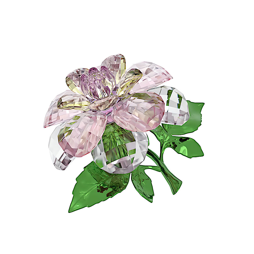 Florere Camelia