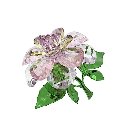 Florere Camelia