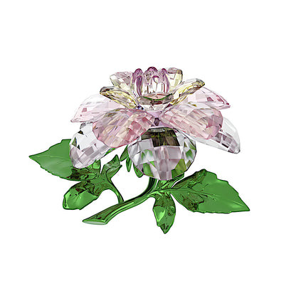 Florere Camelia