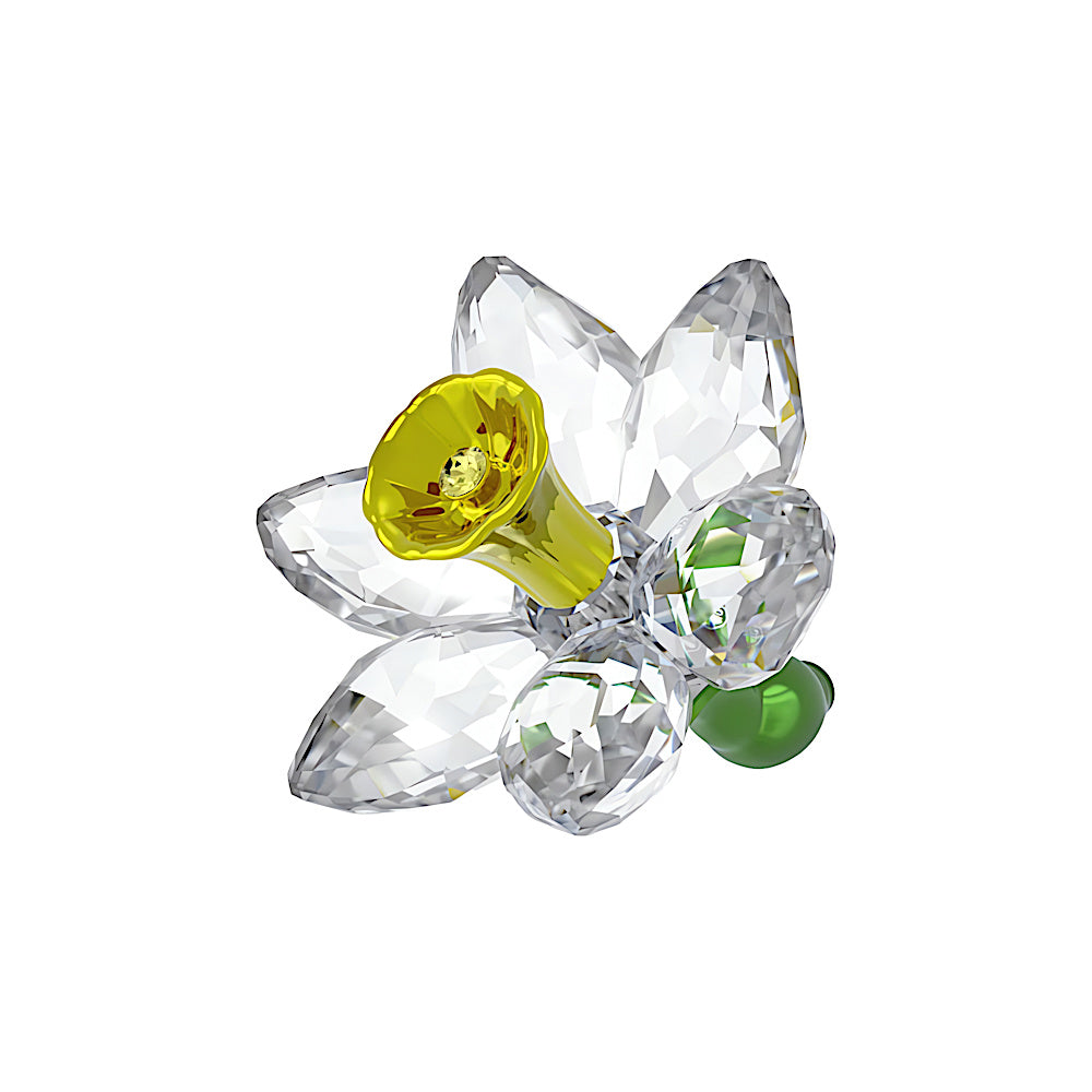 Florere Narciso