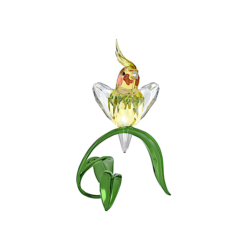 Idyllia Cacatúa