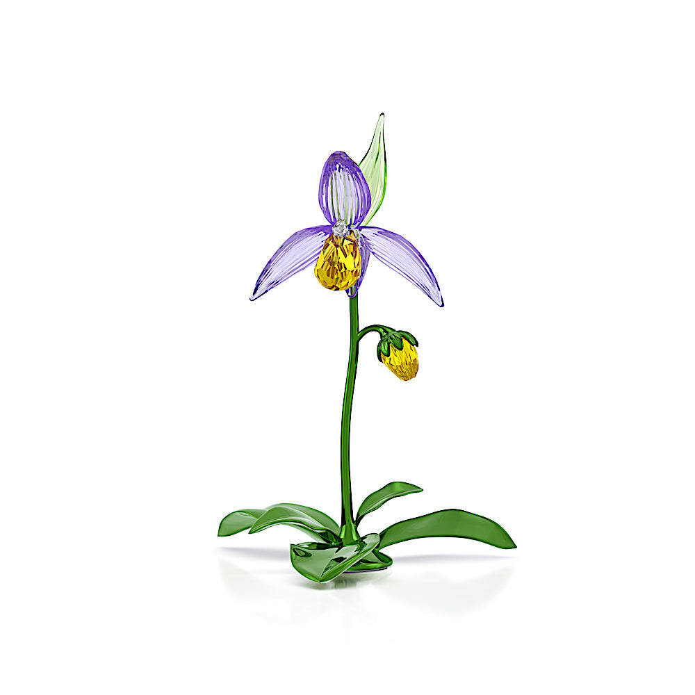 Florere Orquídea zapatilla de dama