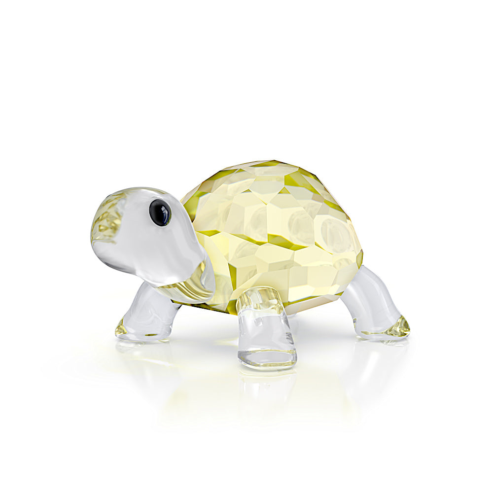 Idyllia Tortuga bebé