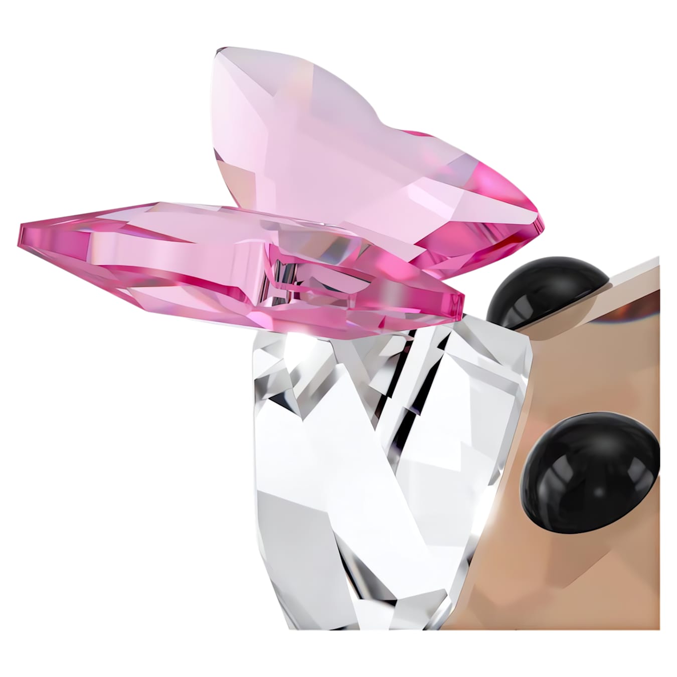 Idyllia Zorro y Mariposa