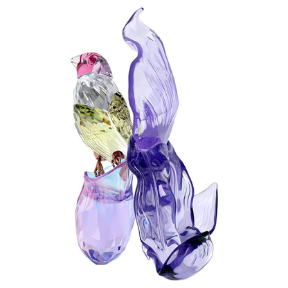 Idyllia Pinzón de Gould y Orquídea