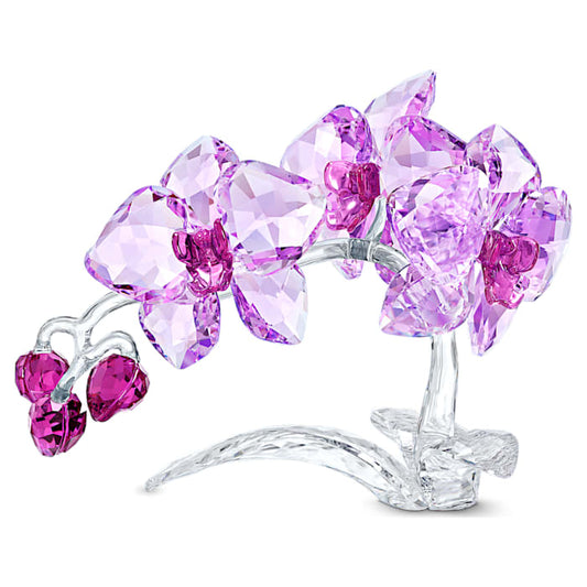 Orquídea